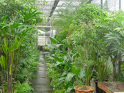 ドヰ植物園